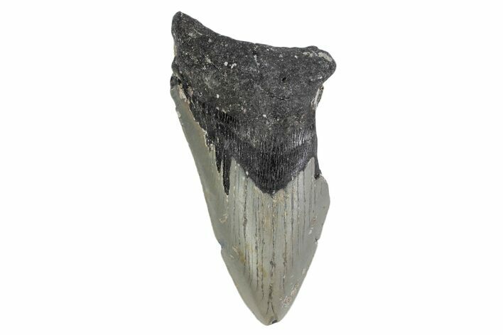 Partial, Fossil Megalodon Tooth - North Carolina #376538